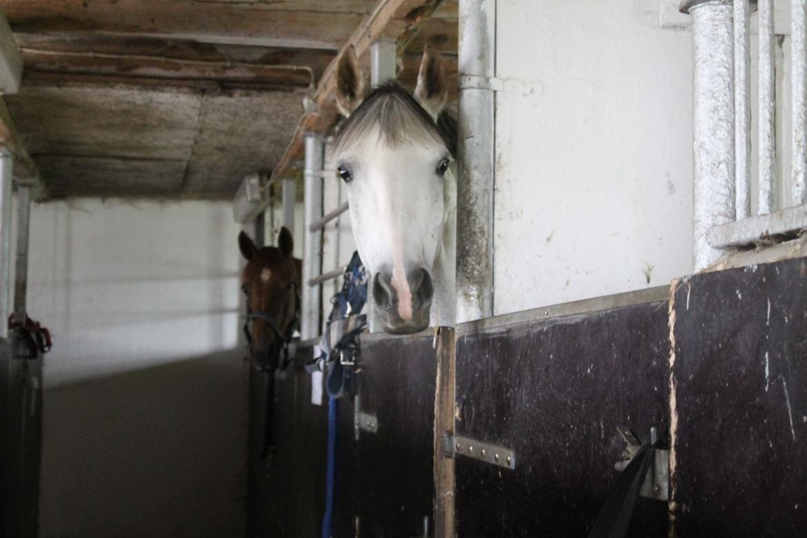 Sportsaraber (A) Miss Light - missepigen<3 billede 12