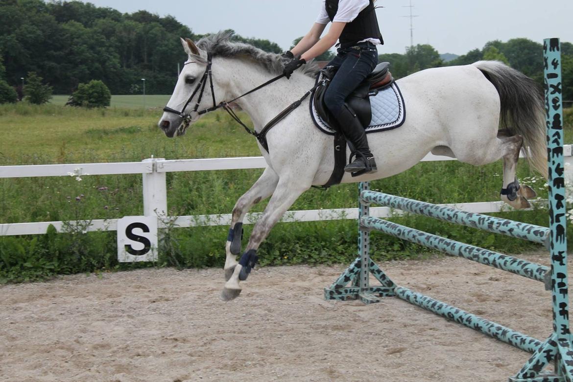 Sportsaraber (A) Miss Light billede 13