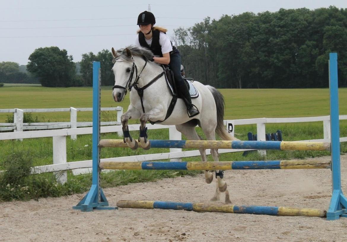 Sportsaraber (A) Miss Light billede 14