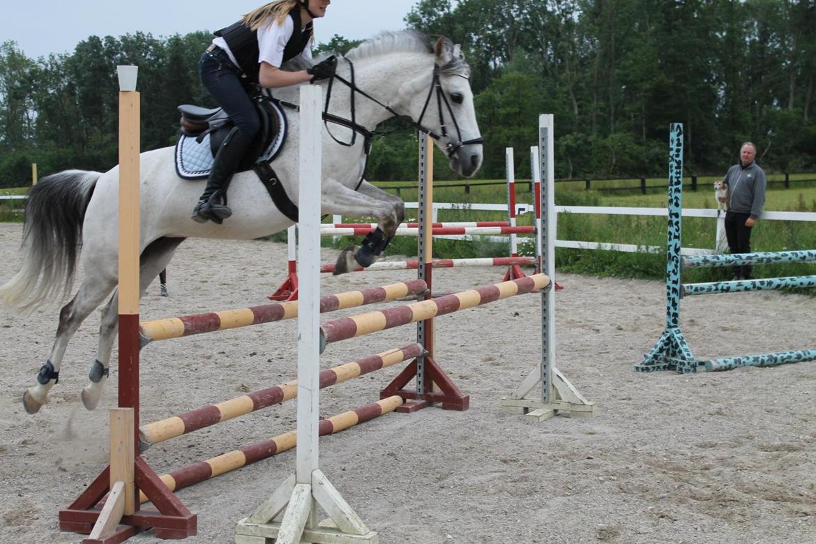 Sportsaraber (A) Miss Light billede 15