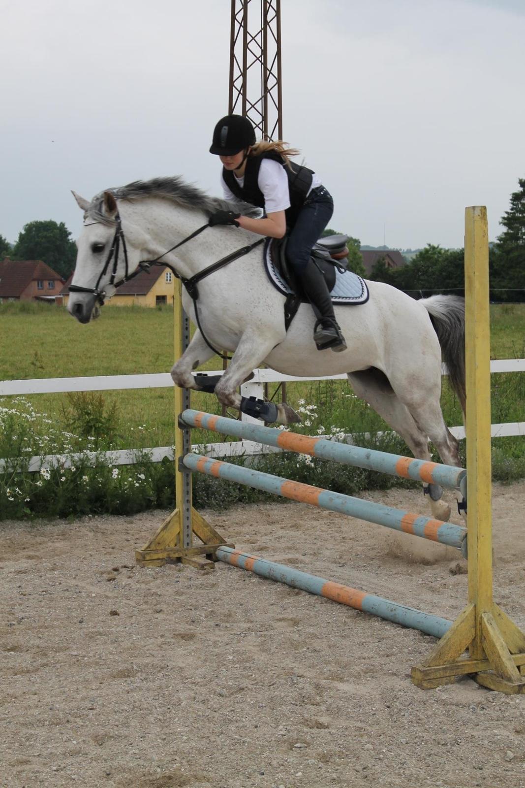 Sportsaraber (A) Miss Light billede 17