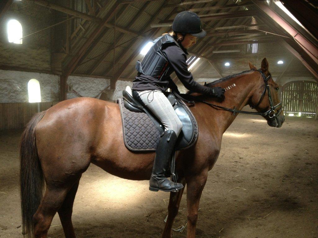 Traver Darling billede 4