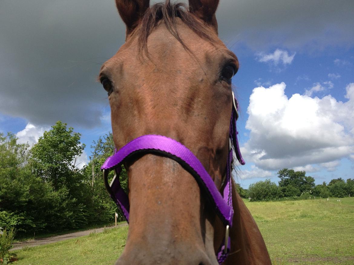 Traver Darling billede 6