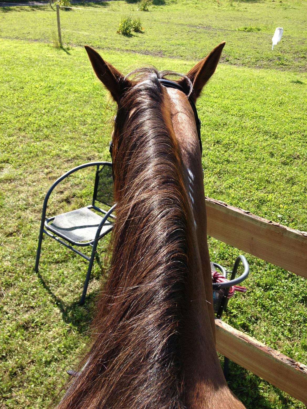 Traver Darling billede 9