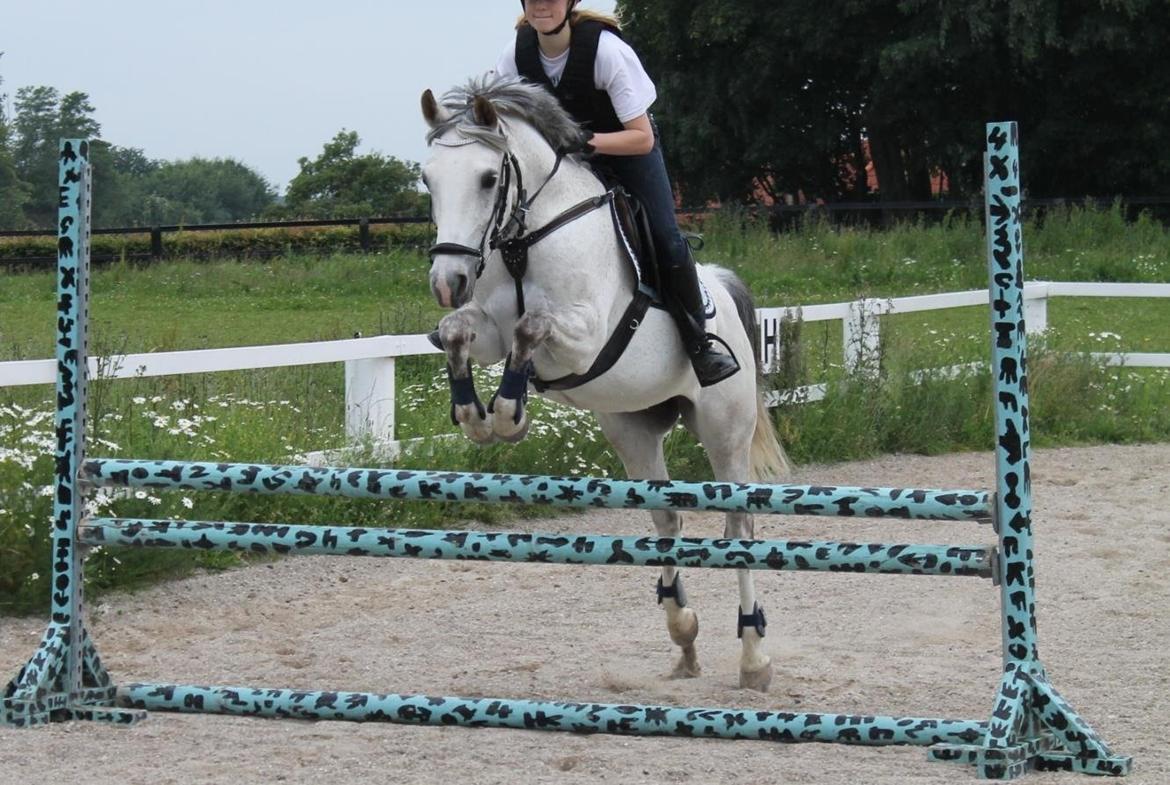 Sportsaraber (A) Miss Light - min dejlige springstjerne! billede 20