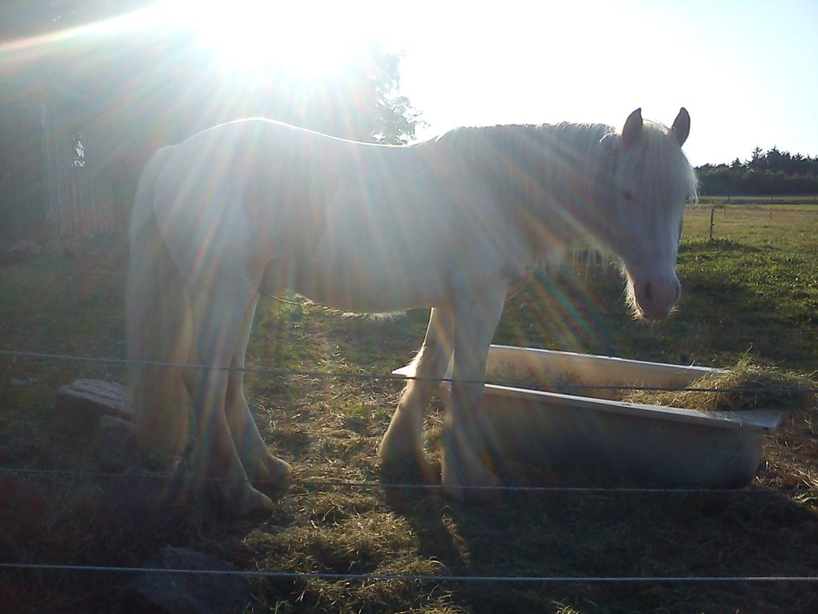 Irish Cob Harmonys Golden Roy billede 17