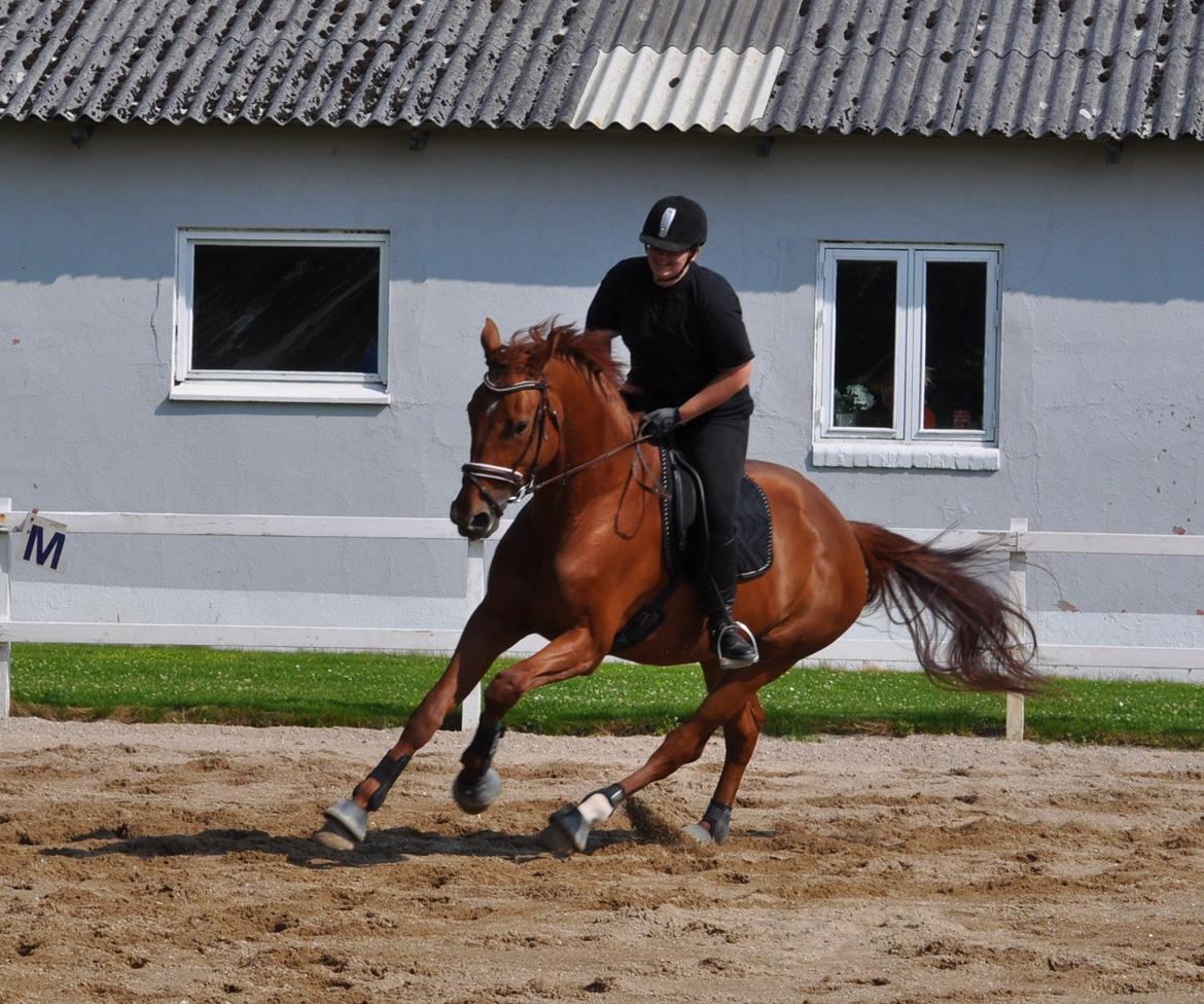 Dansk Varmblod Faith - Træningslejr v. Rune Gludsted - 7. juli 2013. billede 6