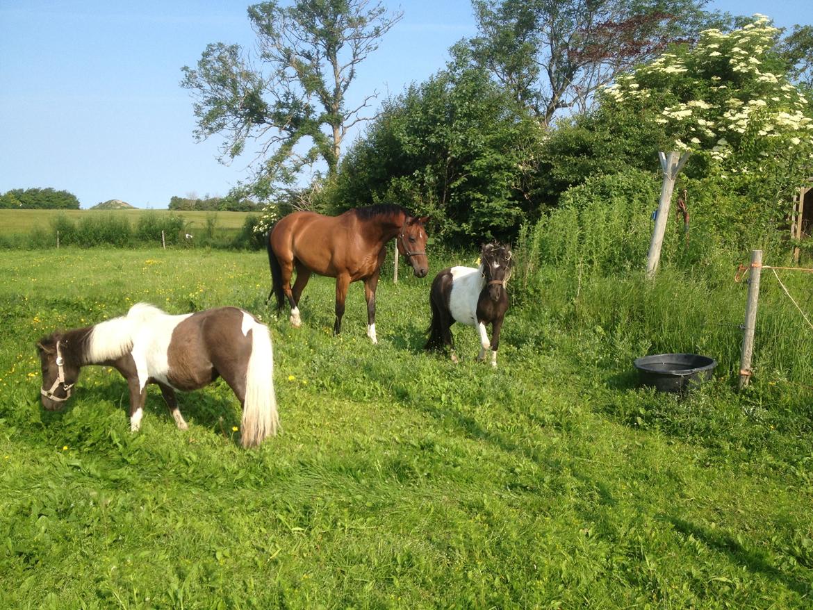 Anden særlig race Refsgaards Cheval billede 7