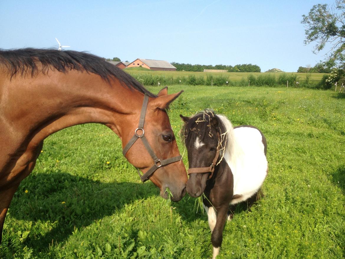 Anden særlig race Refsgaards Cheval billede 8