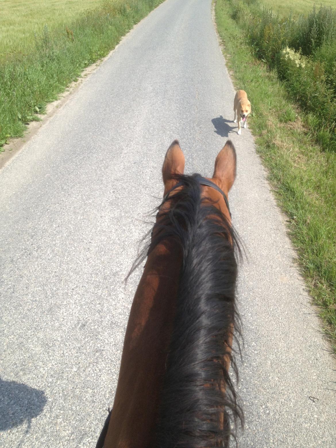 Anden særlig race Refsgaards Cheval billede 9