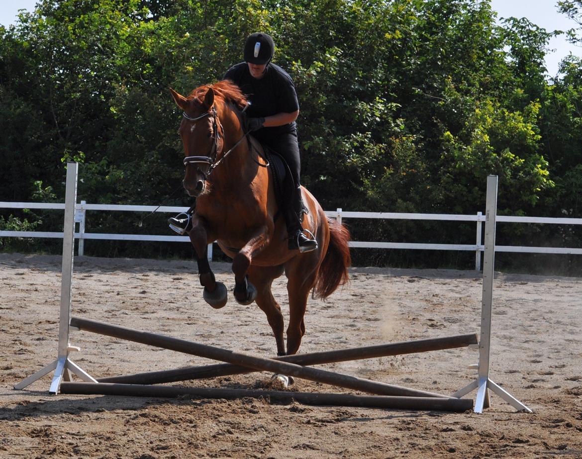 Dansk Varmblod Faith - Træningslejr v. Rune Gludsted - 7. juli 2013. billede 7
