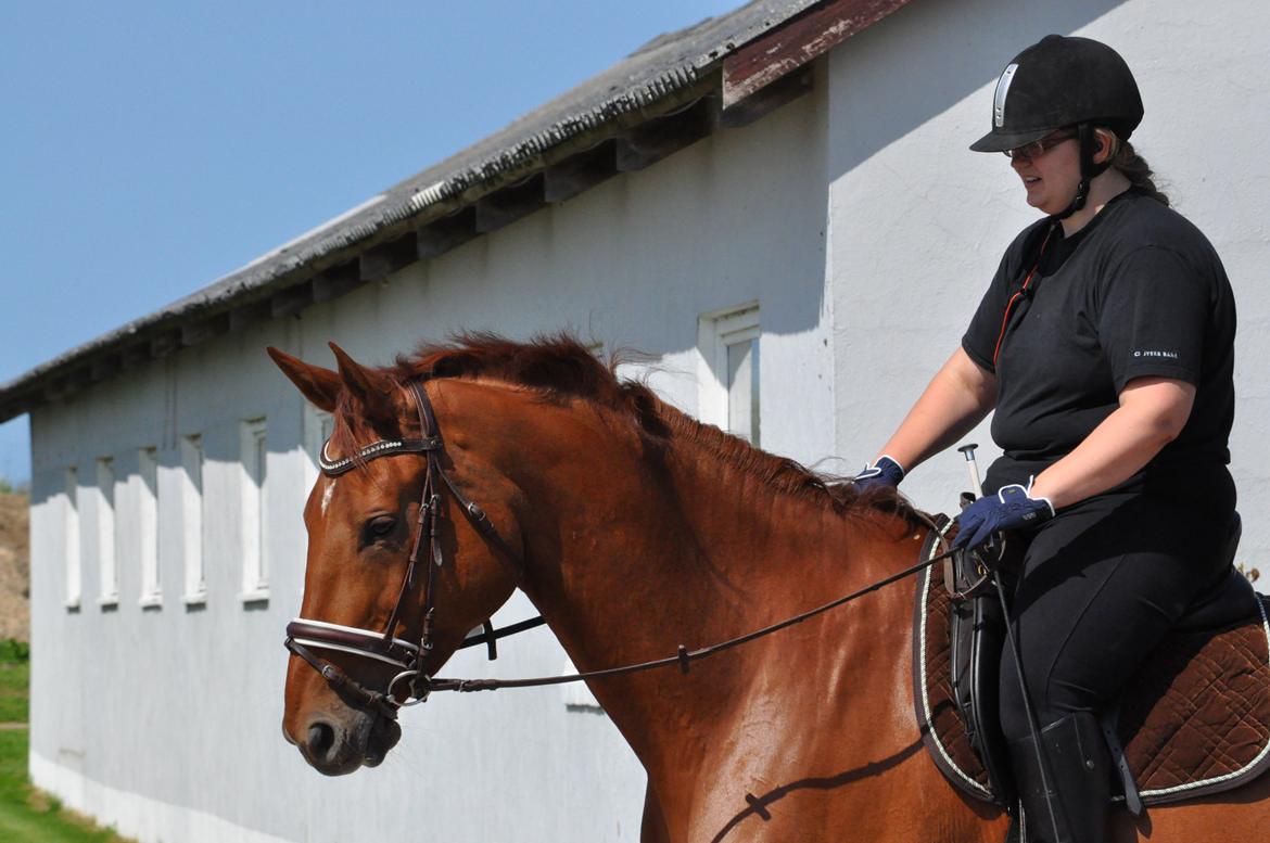 Dansk Varmblod Faith - Træningslejr v. Rune Gludsted - 7. juli 2013. billede 17