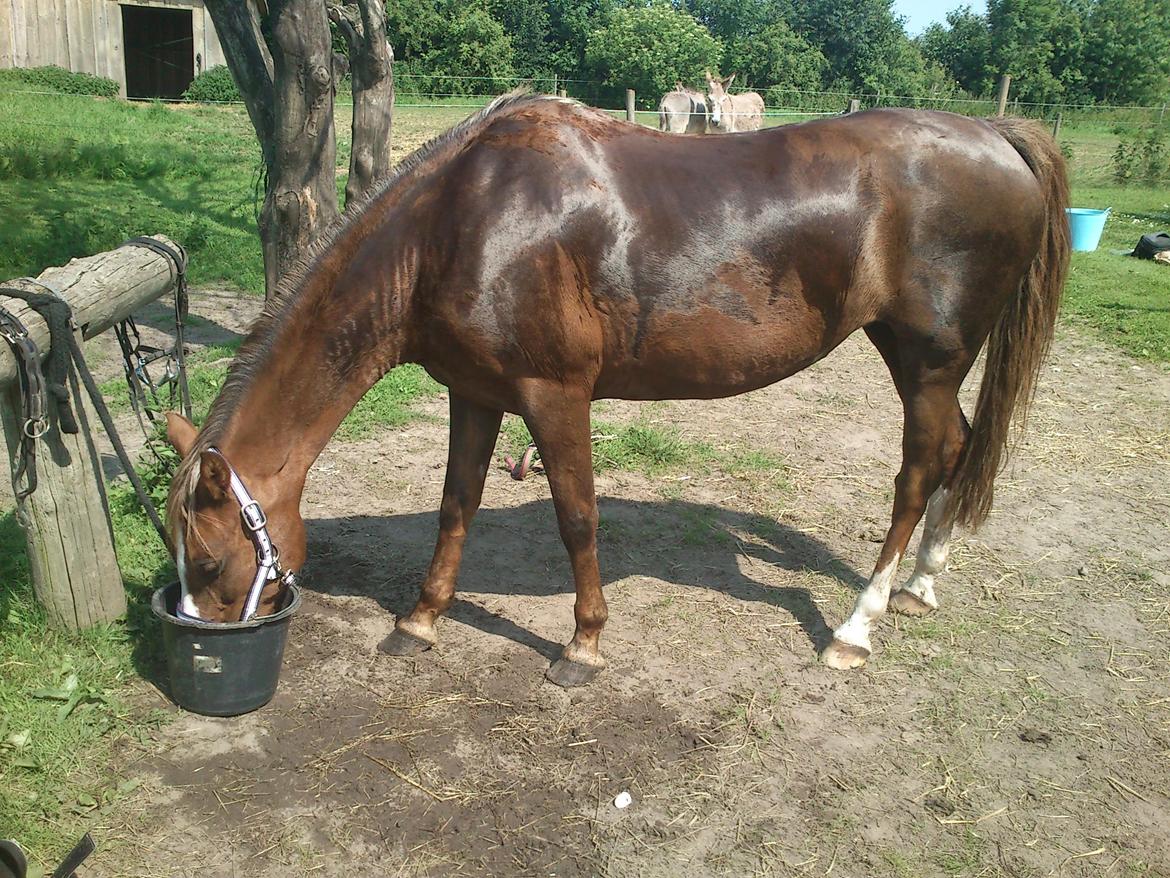 Anden særlig race Vestergårds La Foxy - La Foxy er blevet vasket efter en ride tur. Anden dag hjemme hos mig. billede 11