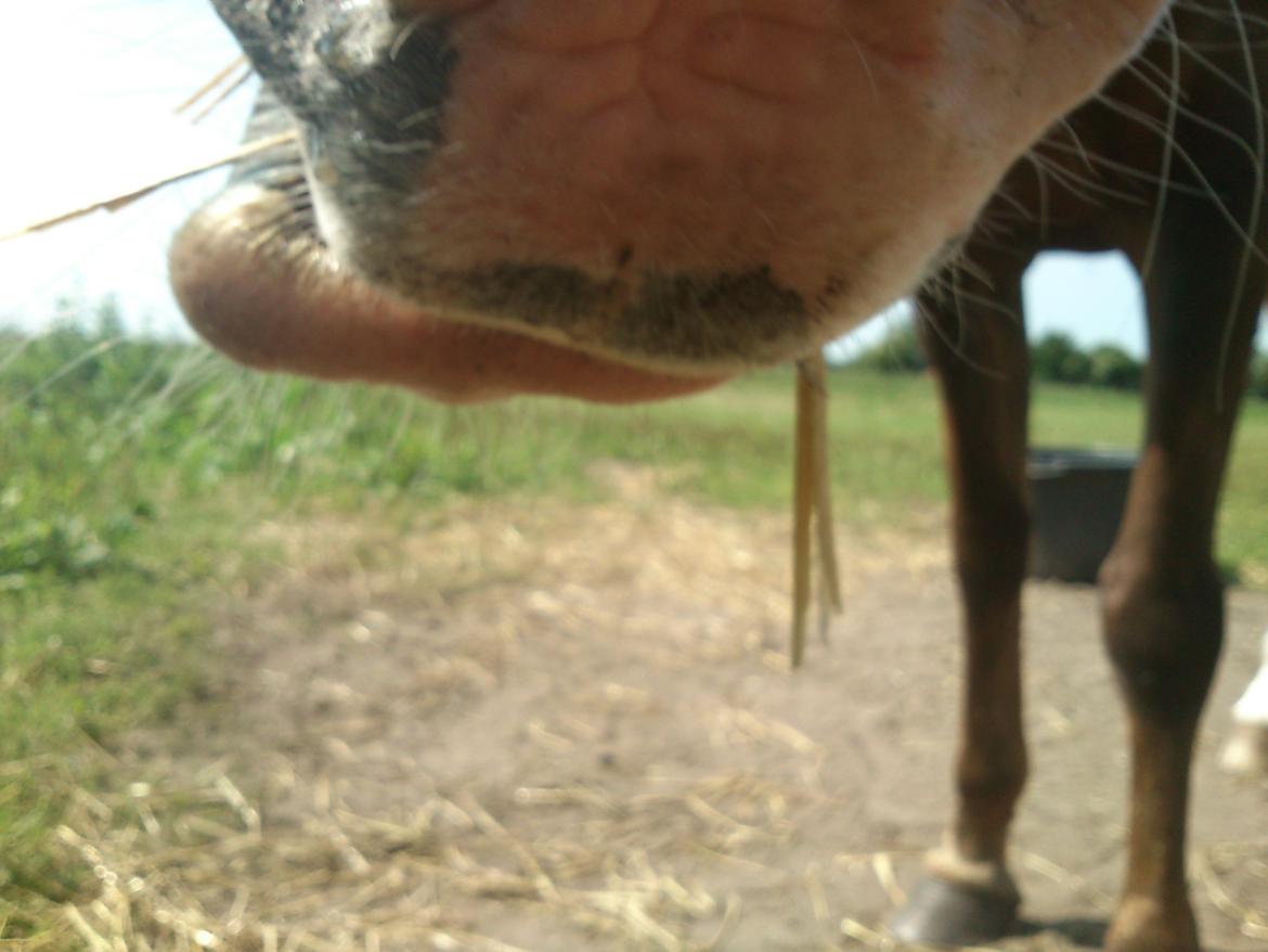 Anden særlig race Vestergårds La Foxy - Foxy kom lige lidt for tæt på kameraet. Skøre pony<3 billede 12