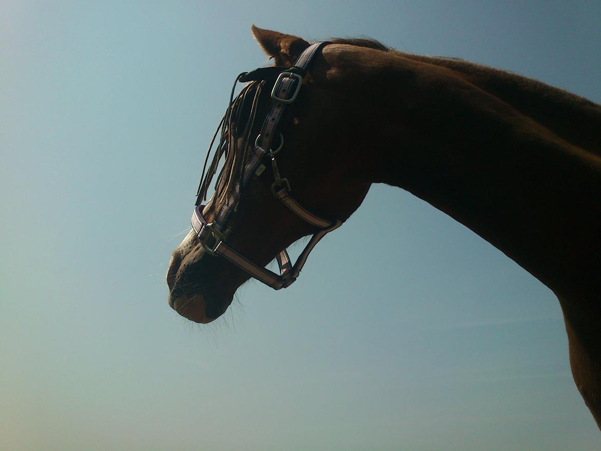 Anden særlig race Vestergårds La Foxy - Du er min engel billede 13