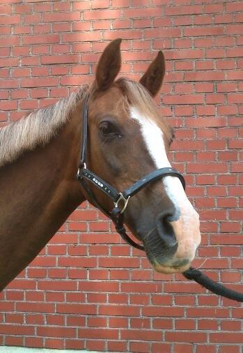 Anden særlig race Vestergårds La Foxy - Foxy skat billede 14