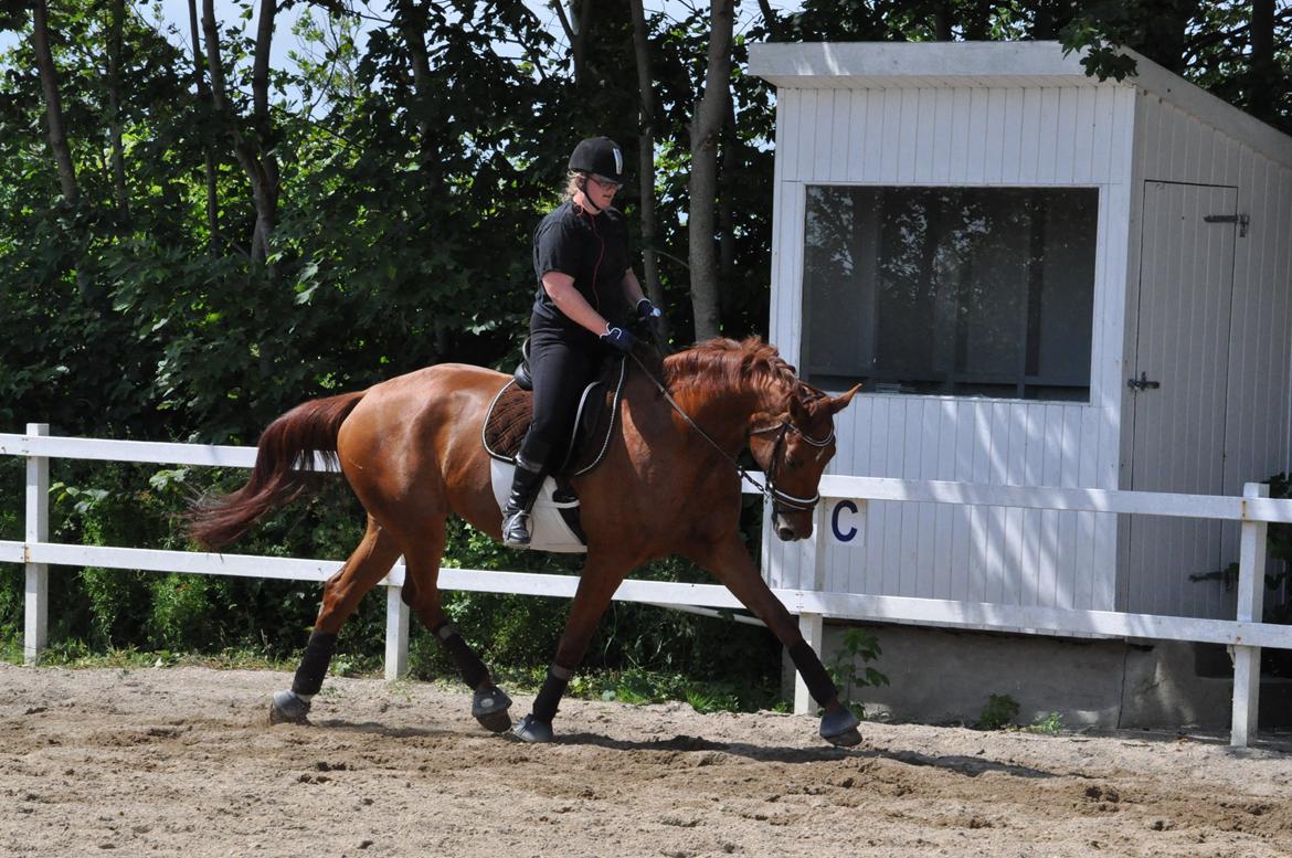 Dansk Varmblod Faith - Træningslejr v. Rune Gludsted - 5. juli 2013. billede 5