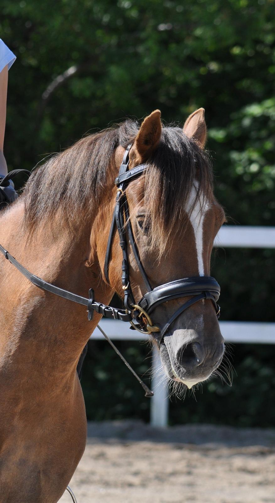 Welsh Cob (sec D) Fronerthig Red Hot Chilli - Verdens dejligste pony. billede 7