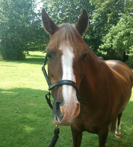 Anden særlig race Vestergårds La Foxy billede 17