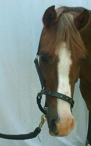 Anden særlig race Vestergårds La Foxy billede 18