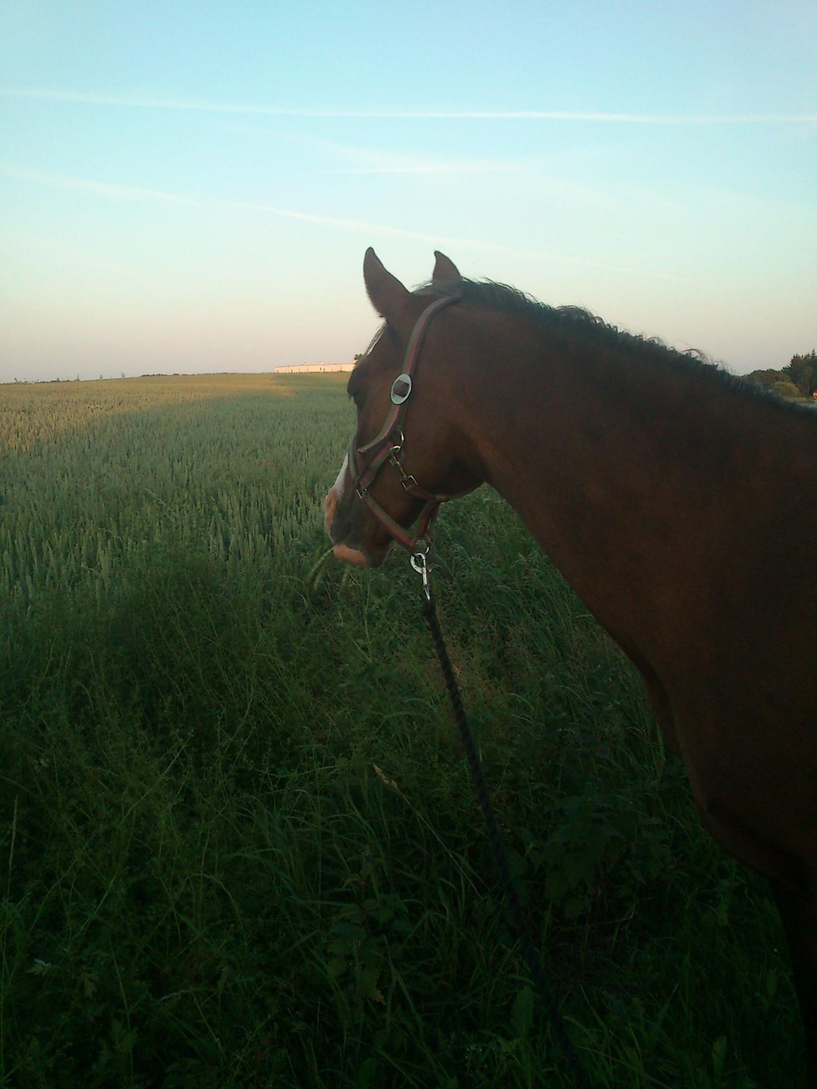 Anden særlig race Vestergårds La Foxy - Første gang jeg så hende. billede 20
