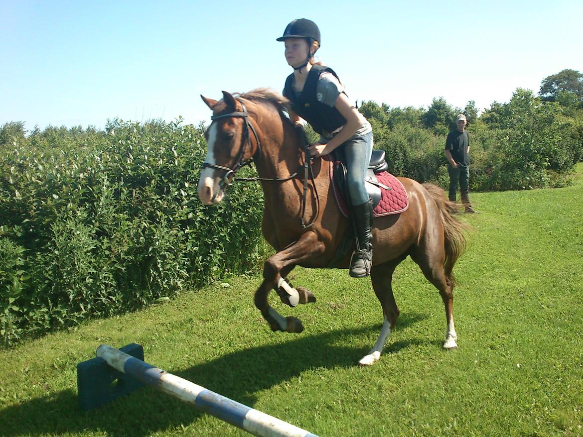 Anden særlig race Vestergårds La Foxy - Første gang jeg rider hende. billede 10