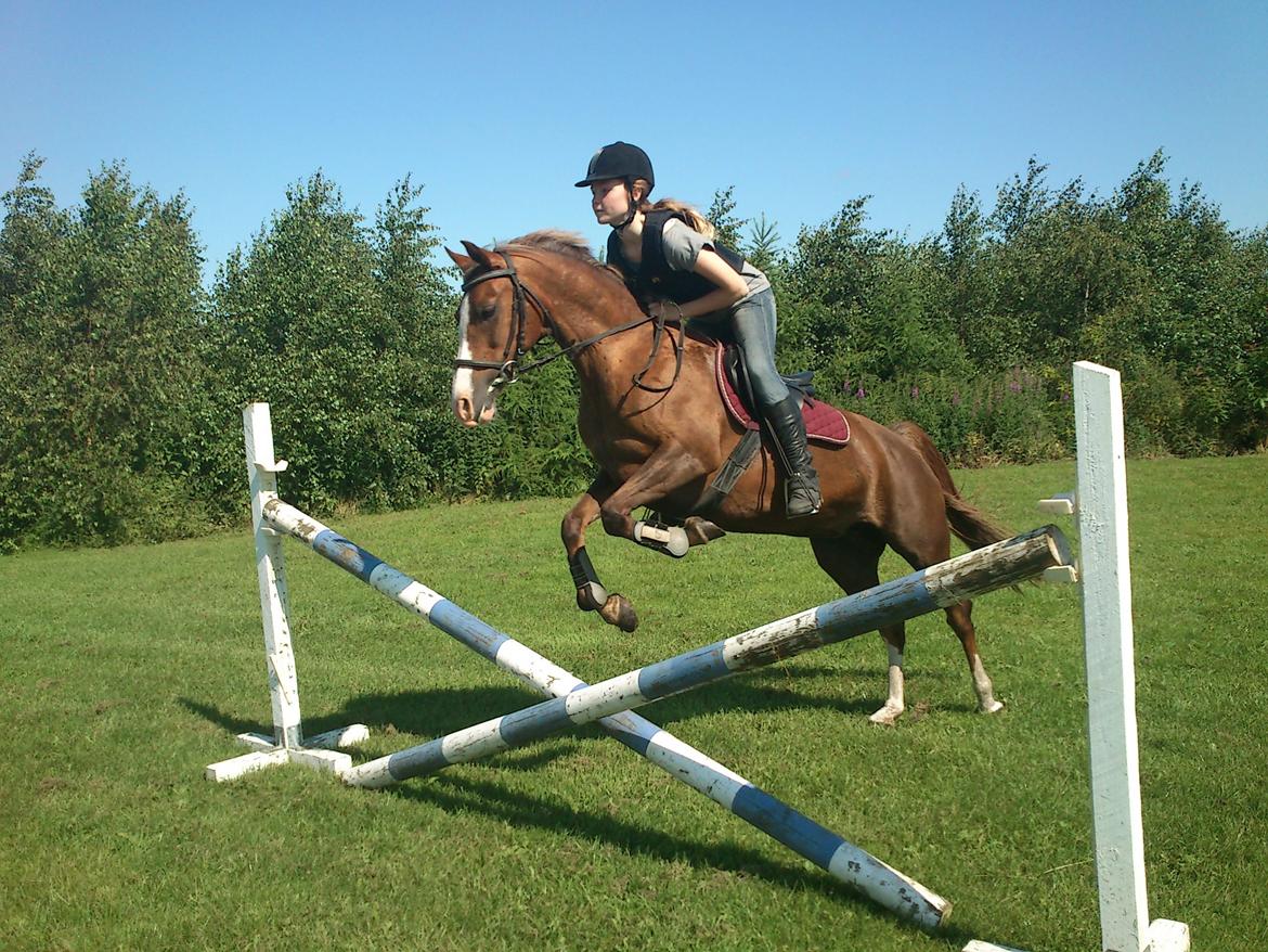 Anden særlig race Vestergårds La Foxy - Første gang jeg rider hende. billede 9
