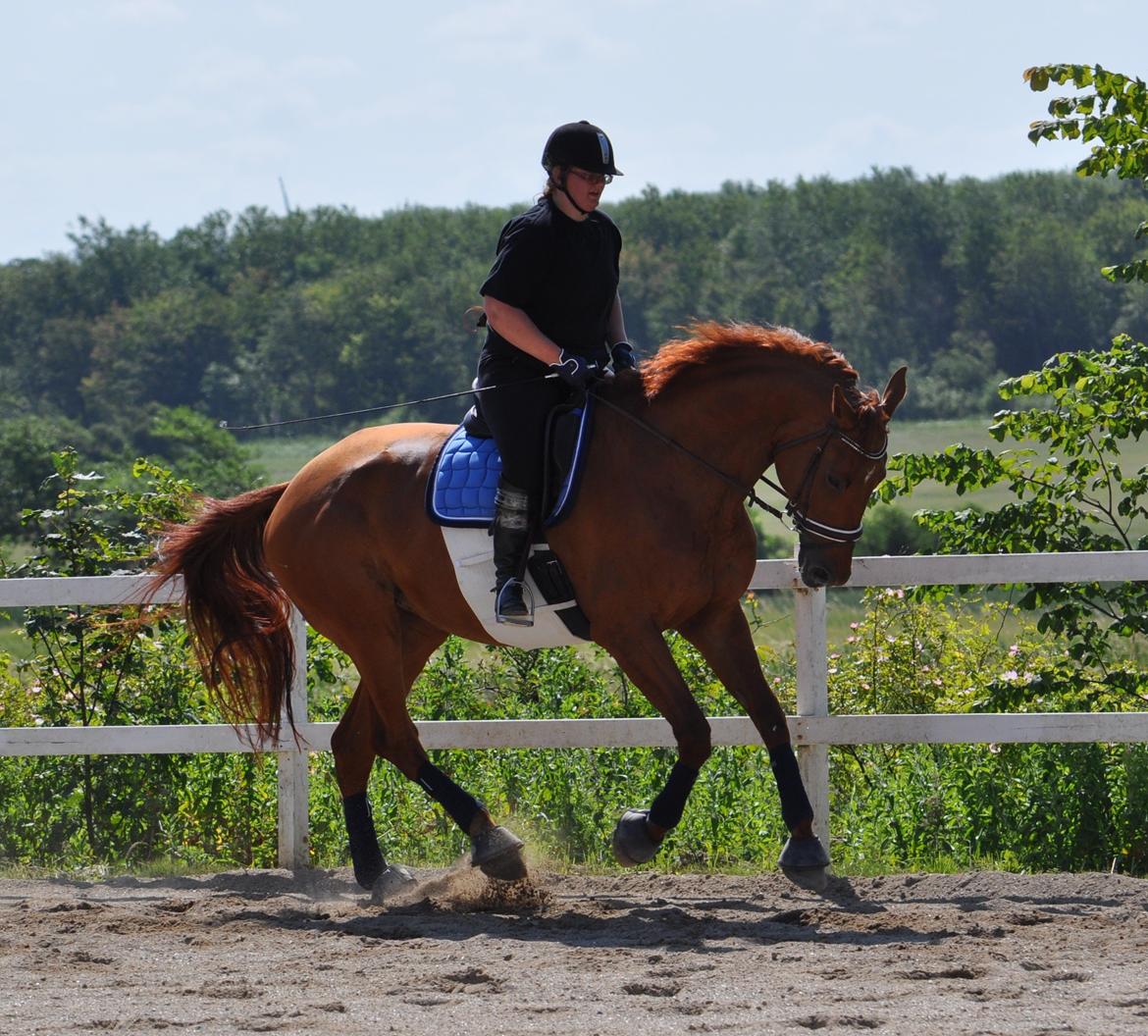 Dansk Varmblod Faith - Træningslejr v. Rune Gludsted - 6. juli 2013. billede 3