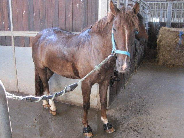 New Forest Kantjes Sandro (Bamse) billede 2