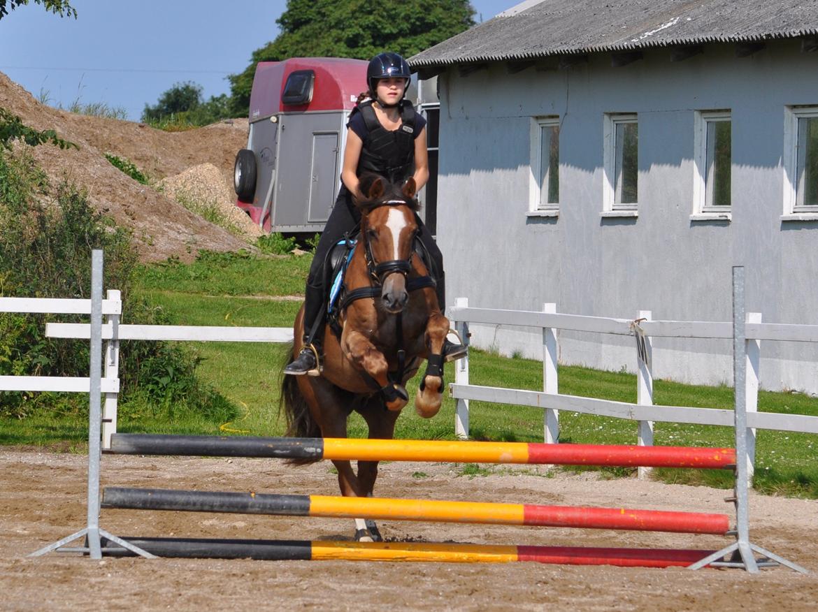 Welsh Cob (sec D) Fronerthig Red Hot Chilli - Spring træning ved Rune Gludsted d. 06.07.13 billede 5