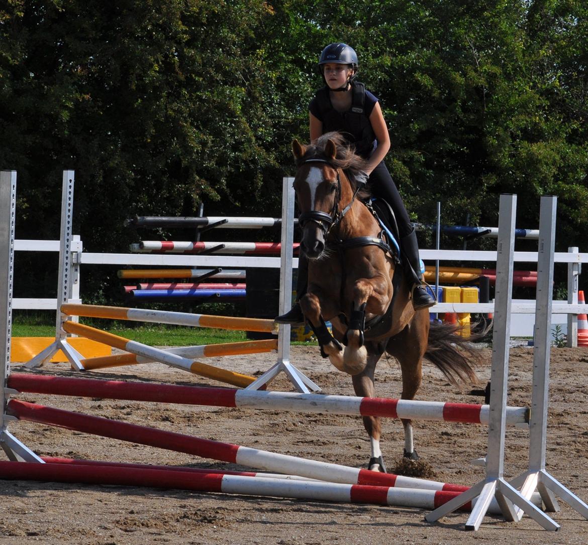 Welsh Cob (sec D) Fronerthig Red Hot Chilli - Spring træning ved Rune Gludsted d. 06.07.13 billede 16