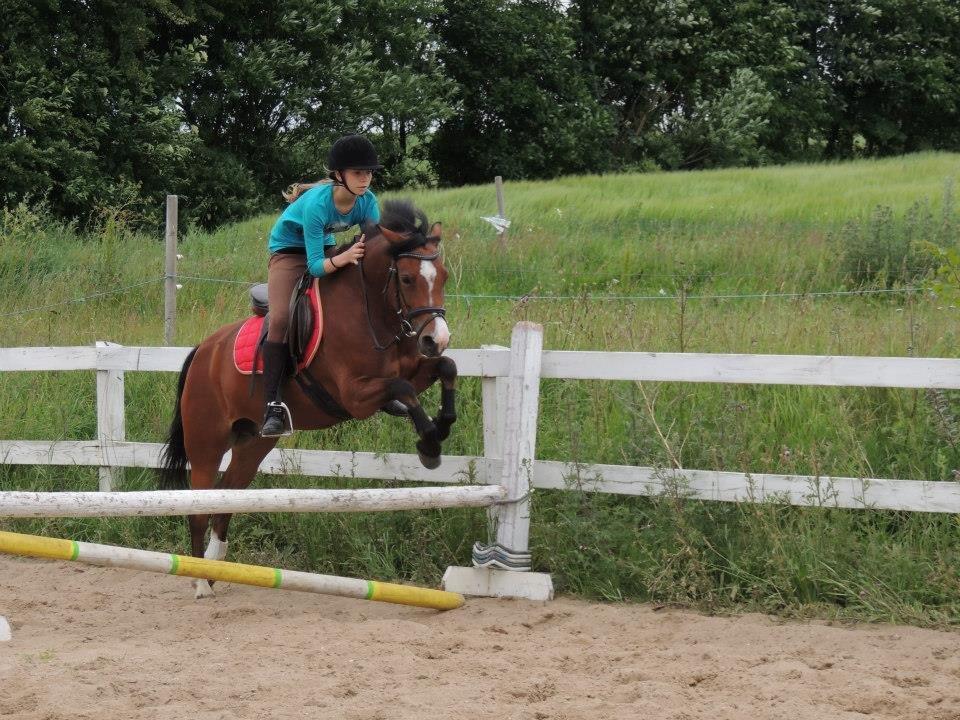 Anden særlig race Miranda *Muffin* - Sindbjerg ridelejr 2013.. foto Mille k billede 17