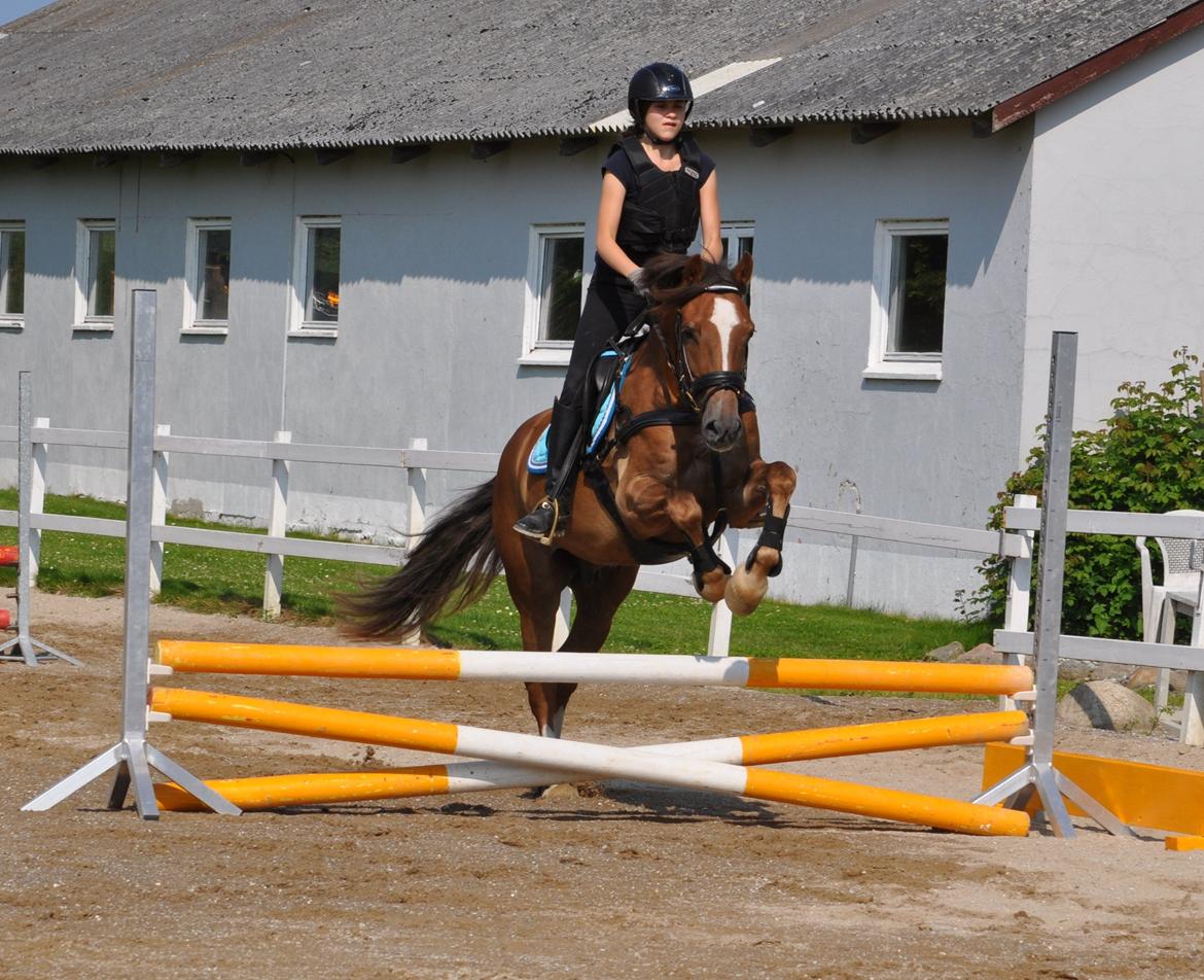 Welsh Cob (sec D) Fronerthig Red Hot Chilli - Spring træning ved Rune Gludsted d. 06.07.13 billede 11