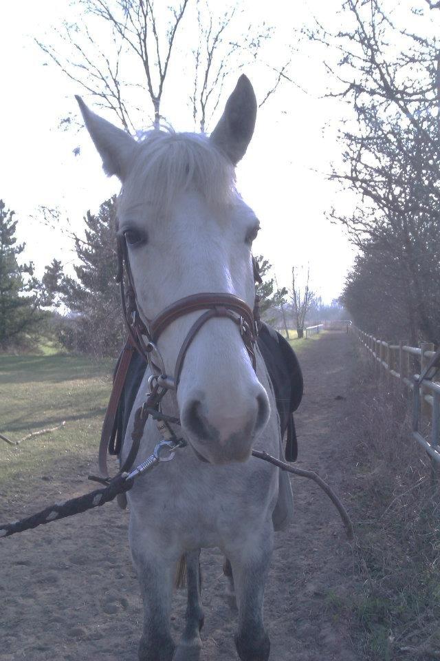 Connemara Blue Rossi (tid. part) billede 1