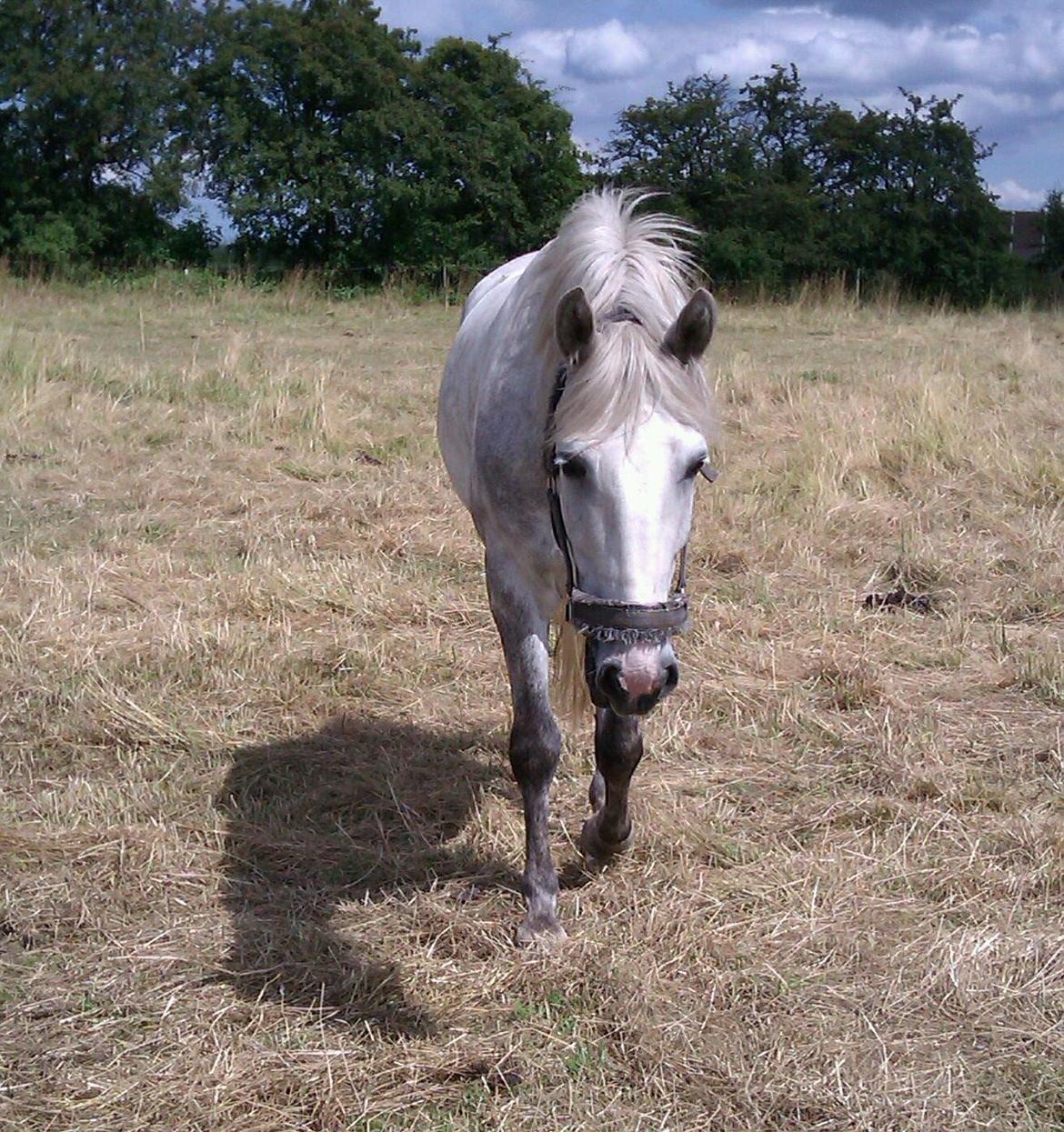Connemara Blue Rossi (tid. part) billede 2