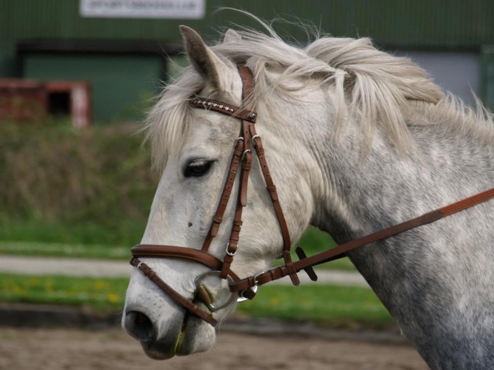 Connemara Blue Rossi (tid. part) billede 3