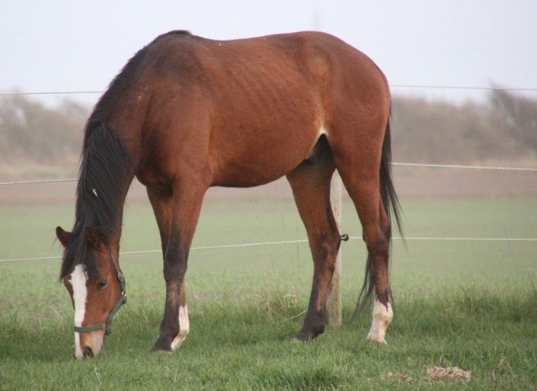 Dansk Varmblod Danheat ´s Le Esprit billede 6