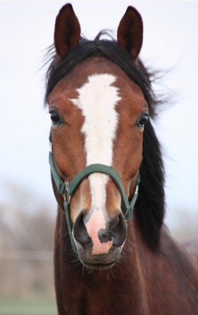 Dansk Varmblod Danheat ´s Le Esprit billede 1