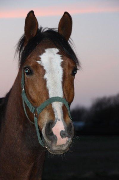 Dansk Varmblod Danheat ´s Le Esprit billede 3