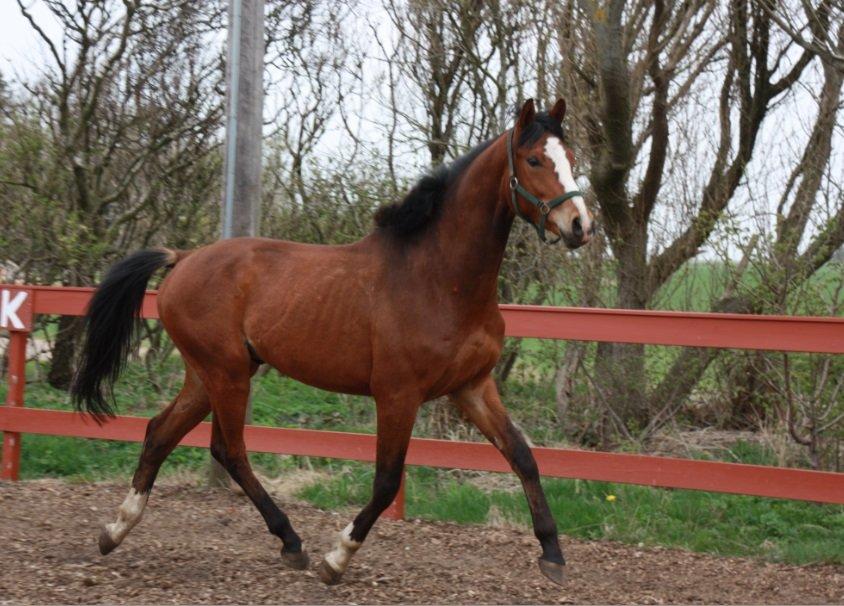 Dansk Varmblod Danheat ´s Le Esprit billede 4