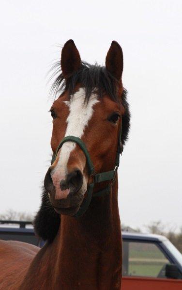 Dansk Varmblod Danheat ´s Le Esprit billede 5