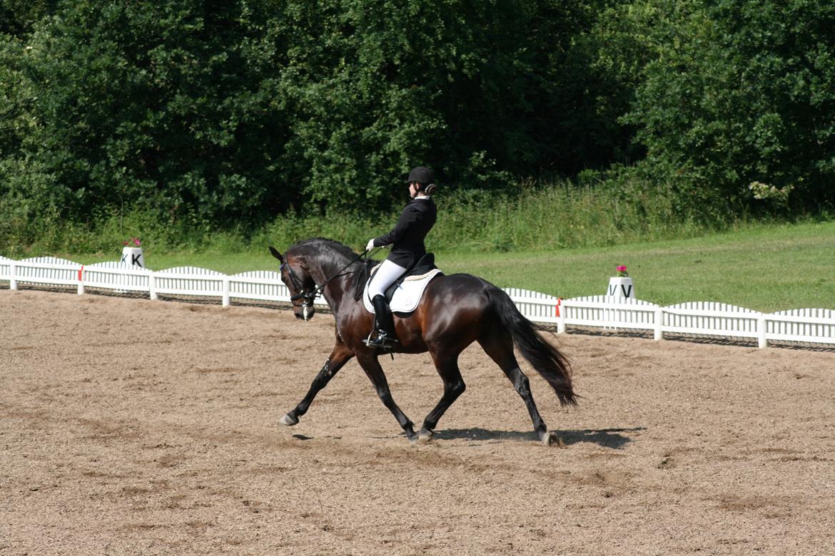 Anden særlig race Mouton B-hest billede 9