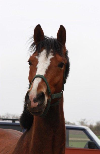 Dansk Varmblod Danheat ´s Le Esprit billede 7