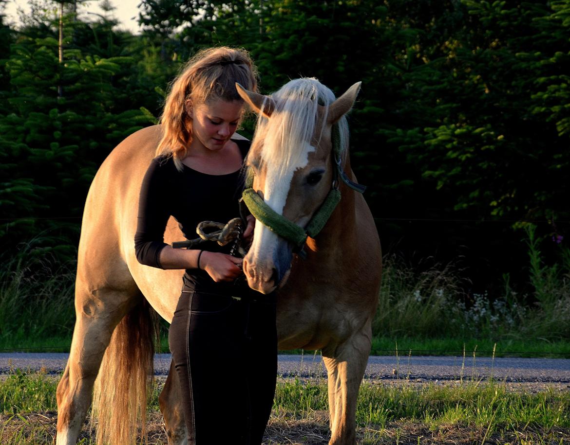 Palomino Tara - My Soulmate - Solnedgang, sommerferie og Tara .. Kan det blive bedre? billede 8