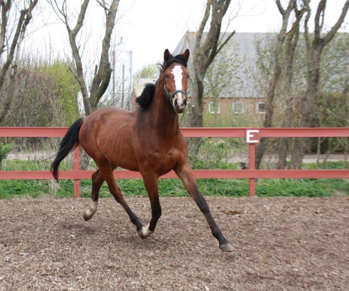 Dansk Varmblod Danheat ´s Le Esprit billede 8