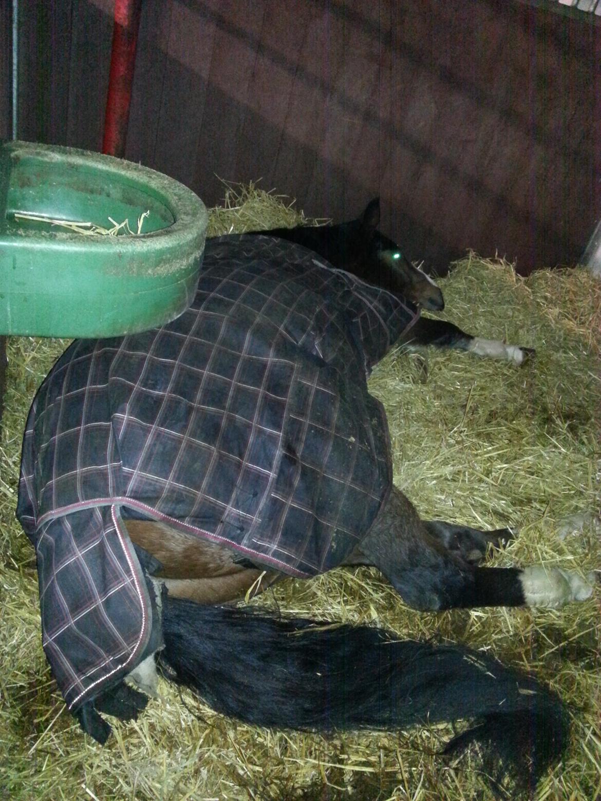 Dansk Varmblod Equisanas Jolly Jumper - tager lige en slapper:-) billede 3