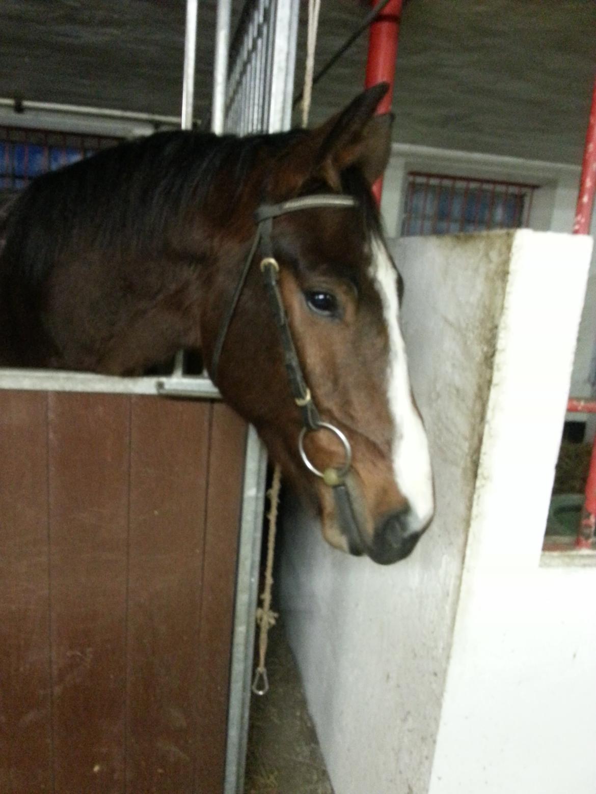 Dansk Varmblod Equisanas Jolly Jumper billede 13