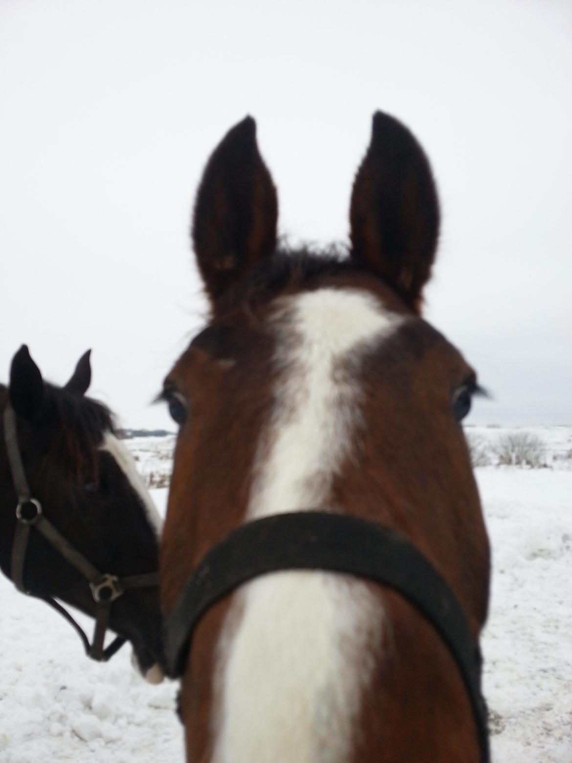 Dansk Varmblod Equisanas Jolly Jumper - vinter han hygger ude på folden:-) billede 4