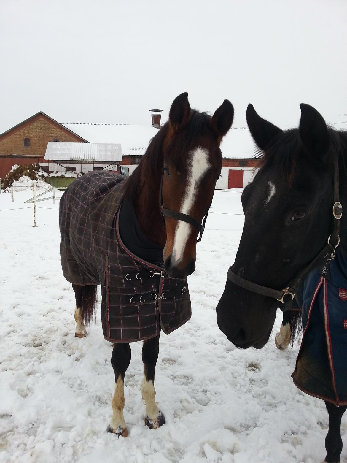 Dansk Varmblod Equisanas Jolly Jumper billede 5