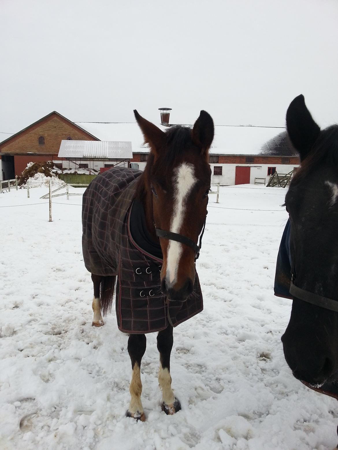 Dansk Varmblod Equisanas Jolly Jumper billede 6